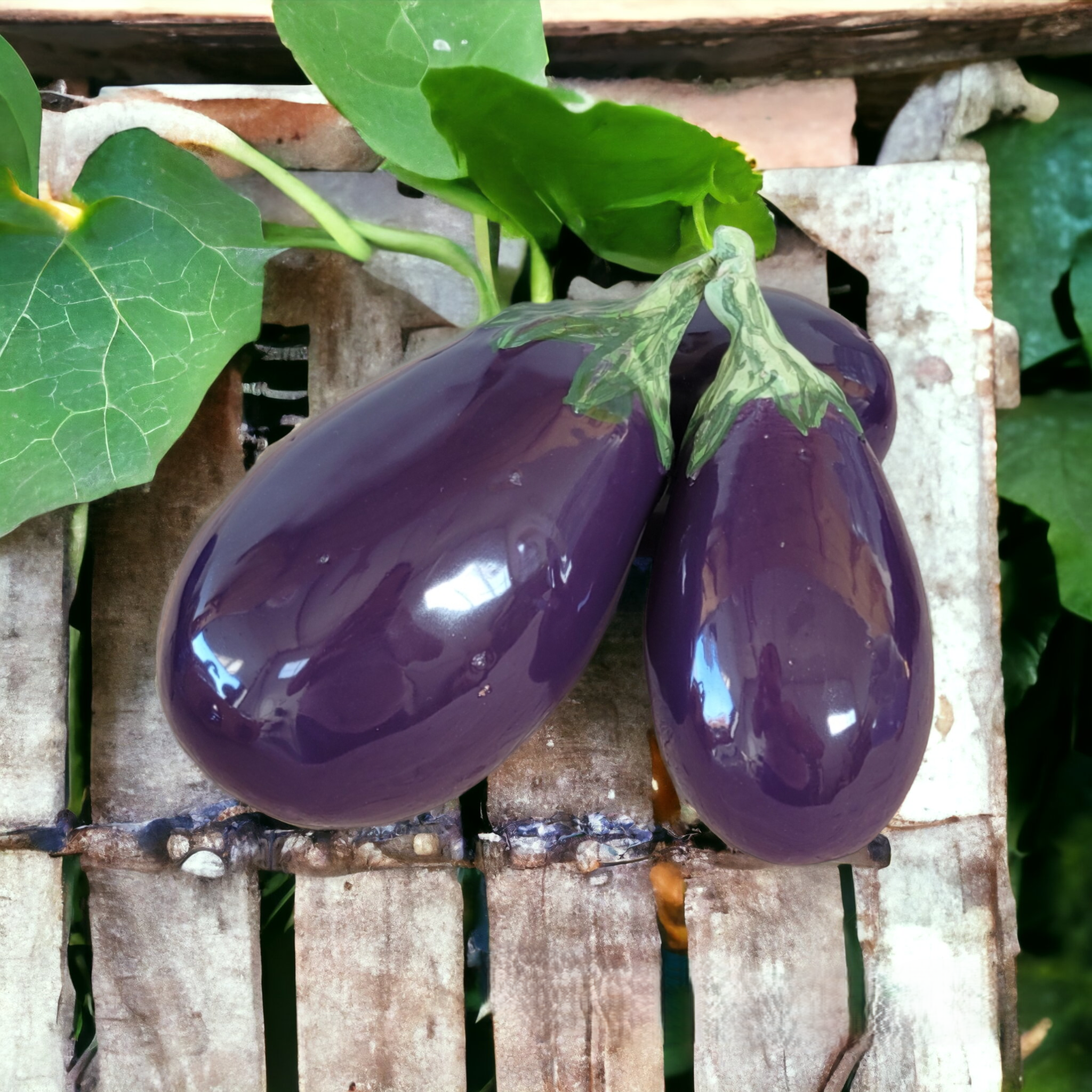 1000030854 Deco Eggplant - Image 1