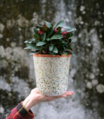 Spotted Pot - Image 4